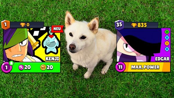 MEIN HUND wählt MEINE BRAWLER! 😍