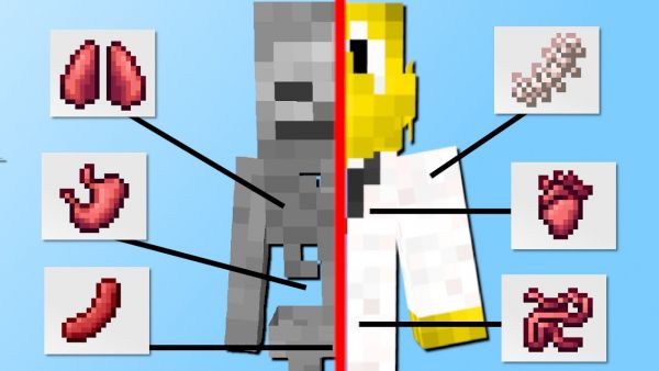 Organe in Minecraft! (Wie im echten Leben) - Minecraft Mod