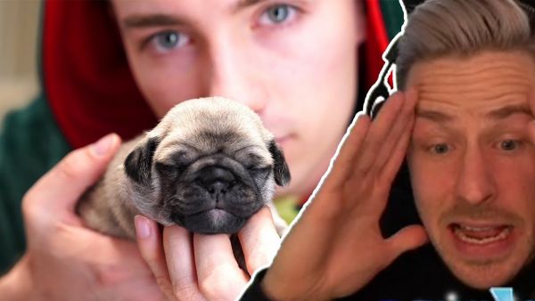 Reaktion auf Die HUNDE WELPEN sind da! | Noch ein HUND für REWI?