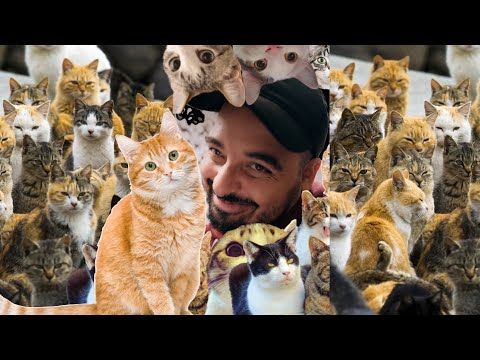 miaumiau ich bin dumm miauumiauuu sooo dumm